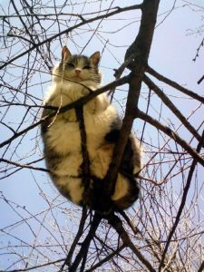 cat on branches 2
